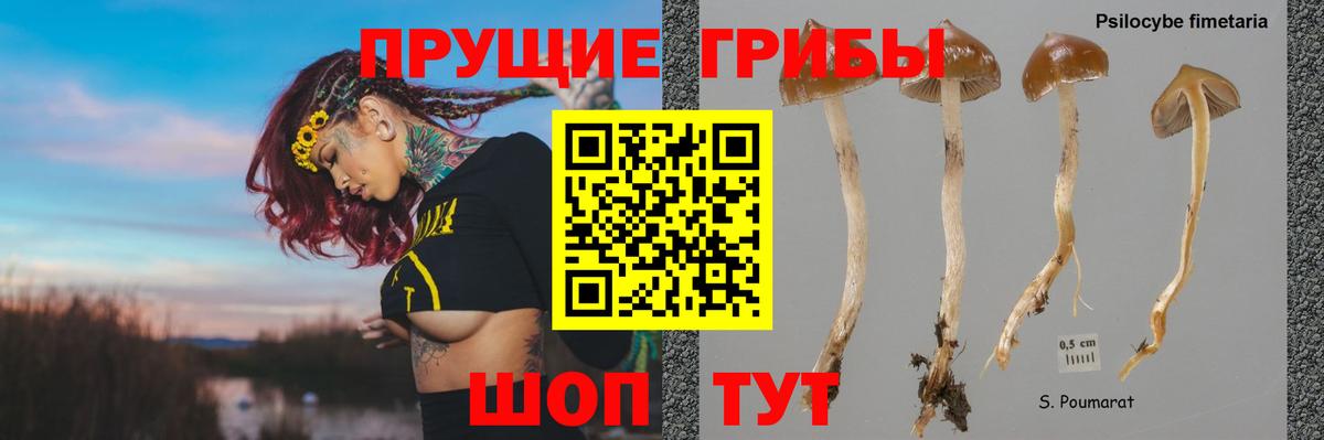 Электросталь  Псилоцибиновые грибы Psilocybe  Вход с VPN 